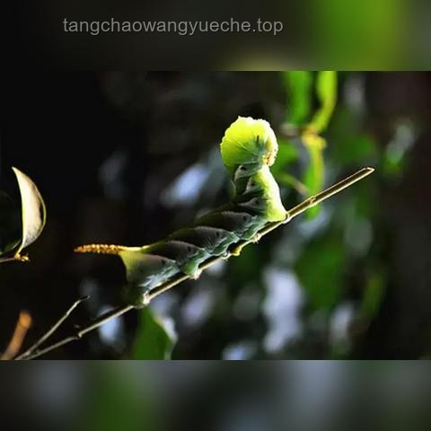 灯诱昆虫：一场生态与科技的奇妙邂逅✨, 生态监测, 创意捕虫, 数据分析, 光谱探索